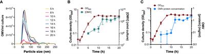 Protein domain-dependent vesiculation of Lipoprotein A, a protein that is important in cell wall synthesis and fitness of the human respiratory pathogen Haemophilus influenzae